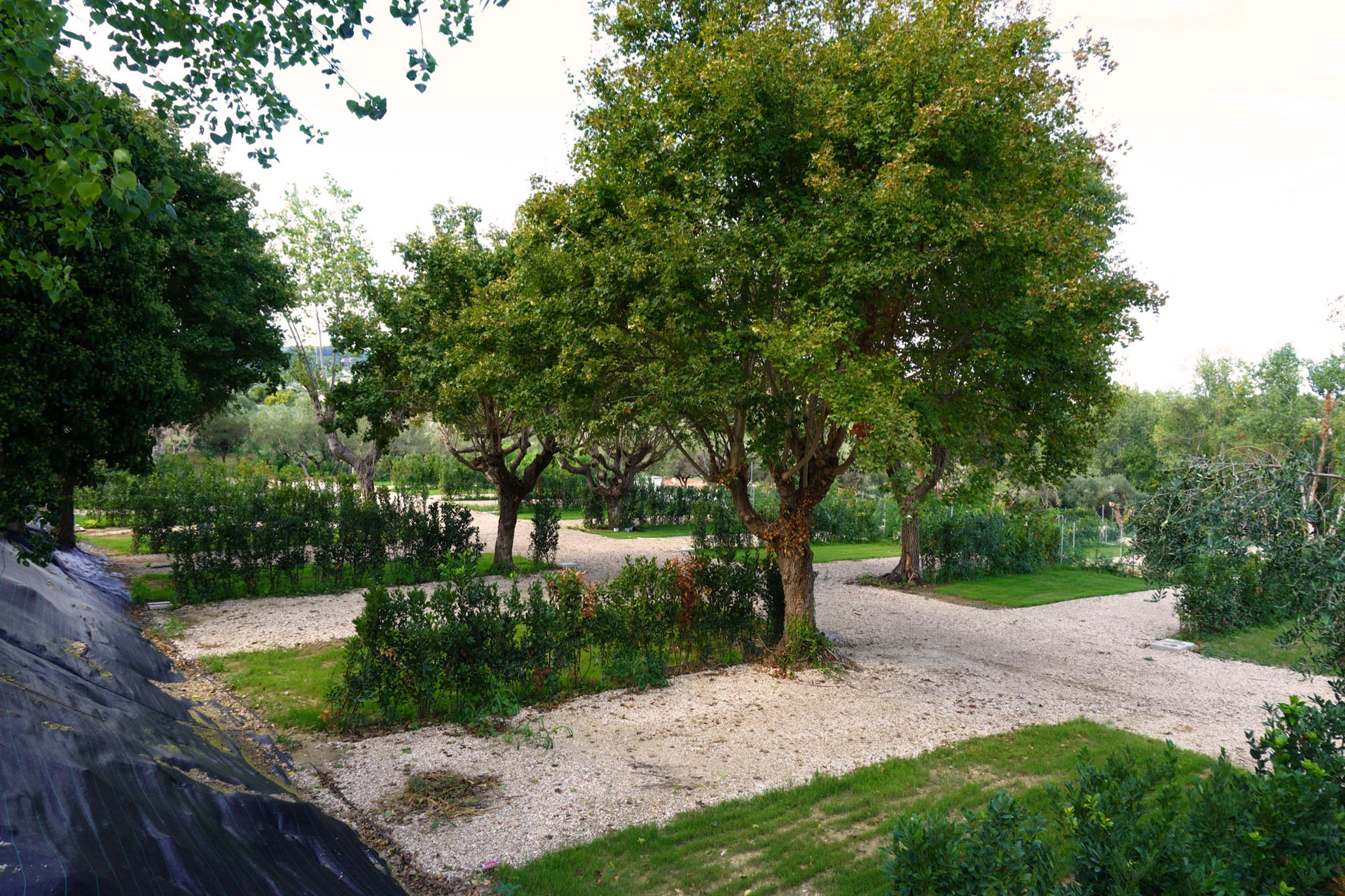 Piazzole